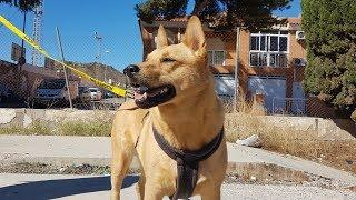 Dingo  - Walking in Mazarron