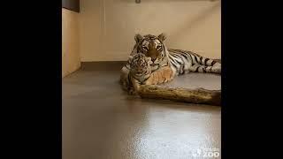 Amur Tiger Mazy Playing With Her Cub