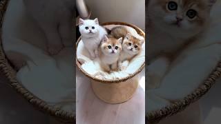 cute kitten,s 