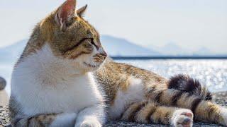 Sleep Music for Cats With Ocean Sounds  Relaxation music for cheerful cats