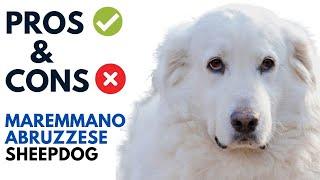 Maremmano-Abruzzese Sheepdog Pros and Cons | Maremma Sheepdog Advantages and Disadvantages