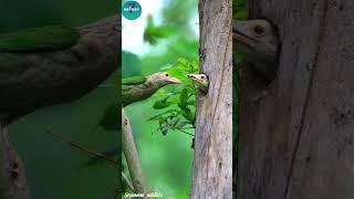 Bird's creation #shortvideo #nature7