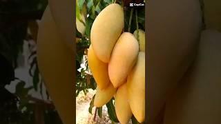 huge yellow mango!! | fresh fruits #viral #mango #fruit #shorts