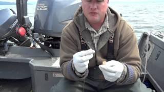 Total Fisherman Baiting Sandshrimp For Sturgeon