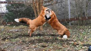 Playful, red and happy foxes