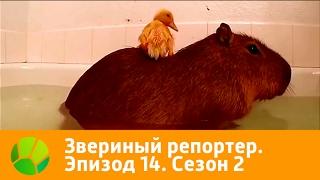 Звериный репортер. Эпизод 14. Сезон 2 | Живая Планета