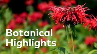 Summer Botanical Highlights:  Monarda