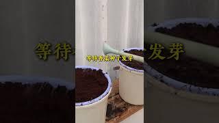 用塑膠桶水耕香菜 #種植小技巧 #香菜​​ #小菜園 #三農 #農業種植