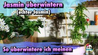 Jasmin überwintern ( Jasminum ) Echter Jasmin überwintern / Jasmin schneiden, pflegen