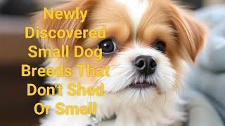 newly discovered small dog breeds that don't shed or smell.#dobermans #yourdog #animals