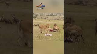 ЛЕВ ЗАЩИТИЛ СВОЮ САМКУ ОТ ГИЕН| #lion #animals #животные