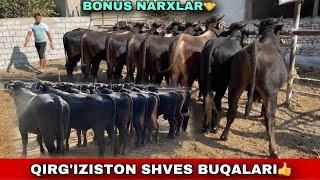 QIRG’IZISTON SHVES BUQALAR️97-707-65-05 / 91-204-17-32 ARZONCHI UKAMIZGA