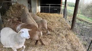 Sheep Cam - Last few days in the winter barn