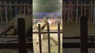 Horse Fire Jump Tentkotta #tamildance #streettalent #kallakurichi #thottiyam #animalshow #circus