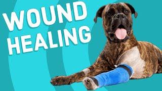 Dog Wound Healing