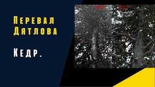 Перевал Дятлова. Спилили ли кедр?