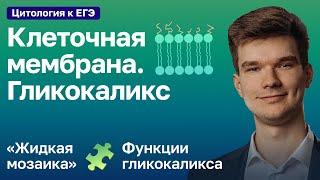 2.28. Клеточная мембрана и гликокаликс | Цитология к ЕГЭ | Георгий Мишуровский