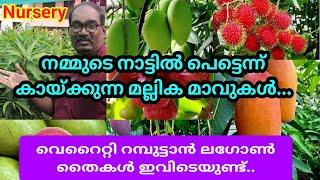 പെട്ടെന്ന് കായ്ക്കുന്ന മല്ലിക മാവുകൾ/60ലധികം വെറൈറ്റി മാവുകൾ/വെറൈറ്റിറമ്പുട്ടാൻ ലെഗോൺ ഇവിടെയുണ്ട്