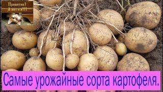 Самые урожайные сорта картофеля. Сад и огород выпуск 196