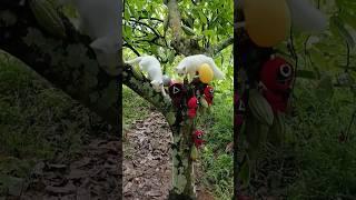 finding eggs and cute cats and squid game on the tree #eggs #cutecat #cat