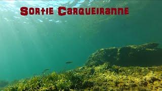 Chasse sous-marine Méditerranée [Poulpe]