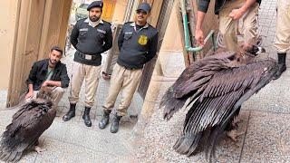 Raja Gidh Ko Wildlife Department Ny Changa Manga Vultures Center Bhijwa Diya