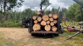 8.1 Vortec Cammed 5.13 gears on 37s Hauling Big Load of Logs