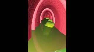 Digestive system-  peristaltic of small intestine (3D Animation)