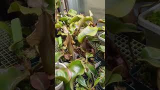 #Nepenthes #plants Mid June 2025
