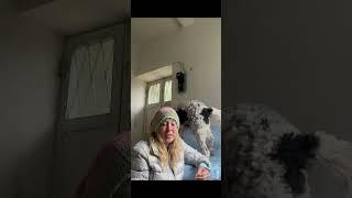 The First 2 Traveling Dogs Happy Rescue Story Weekly Recap