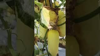 petani timun#pertanian #bertaniitunikmat #manar