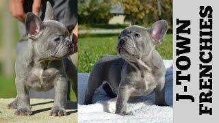 LILAC FRENCH BULLDOG MALE TRIPLE CARRIER