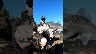 Dark sleeper  #seabass #pesca #spigola #spiningfishing #pêche #bar