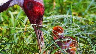 White-naped crane (Antigone vipio) | Film Studio Aves