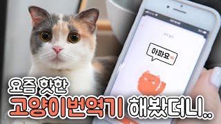 Cat Translator is State of Art Technology (ENG SUB)