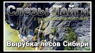 Слезы Тайги - С высоты птичьего полета (Сибирь - Тайга - Вырубка леса)