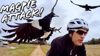 The Worst Magpies I've Ever Encountered! Double Attacks! 