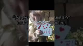 #monkey #мем #обезьяна #брадки #пон #rom4ik #бибизяны #прикол #манки #babymonkey