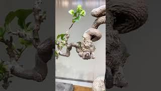 绿樱，又名绿叶樱花，三角梅复色花的领头羊，勤花品种，花量超大，超级勤花#带你看看我家的花花草草 #种自己的花爱自己的宇宙 #好看的花一定要分享给你 #感受大自然的气息和美景 #爱生活爱养花
