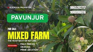 14901 ACRE BUDGET PUNJAI FARMLAND SALE CHENNAI ECR  KOOVATHUR PAVUNJURMANGO/COCO TREE️MR.ASHI