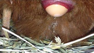 Chicken laying an egg! (CLOSE UP 3)
