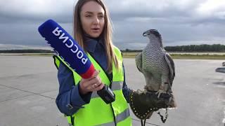 "Nika the hawk" giving an interview to the "Russia-1" TV channel