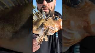 This ALIEN looking fish is Poisonous