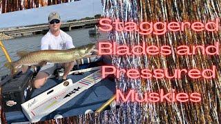 Pressured Madison Muskies and Staggered Blades