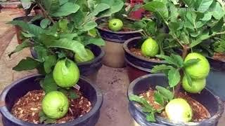 WOW!!! Strange Guava Fruit Trees in Pots - How to plant and grow guava fruit tree in a pot