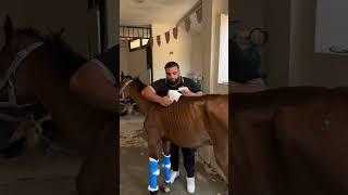 Rescue of Overworked Horse #horse #lovehorses