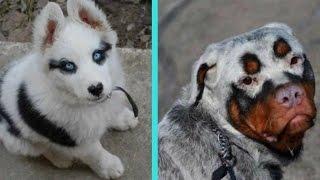 31 Unique Dogs With Unbelievable Fur Markings