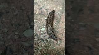 Leopard slug encounter