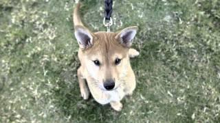 LAPD receives Jindo pups for police training