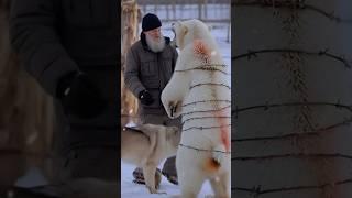 The smart wolf called the kind old man to rescue the injured polar bear #cuteanimals #animalrescue